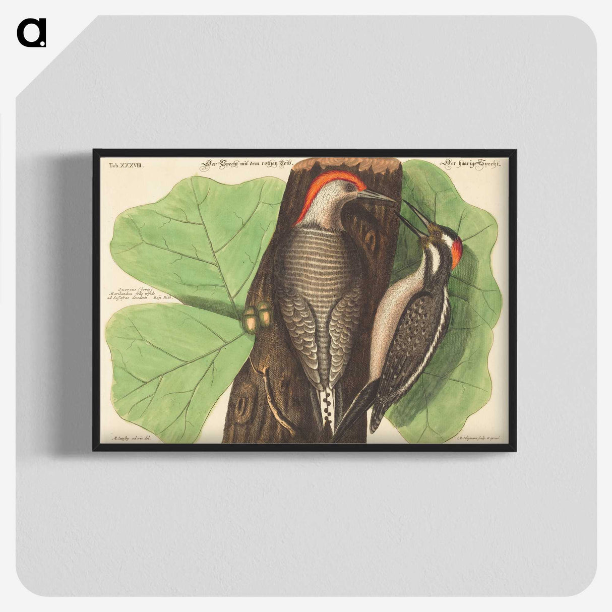 1-95_Mark-Catesby_blk-crop