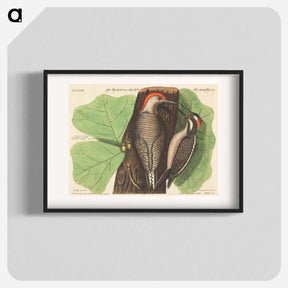 アートポスター-Red Bellied Woodpecker
 - マーク ケイツビー Poster.