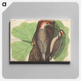 アートパネル-Red Bellied Woodpecker
 - マーク ケイツビー Canvas.