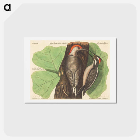 アートポストカード-Red Bellied Woodpecker
 - マーク ケイツビー Postcard.