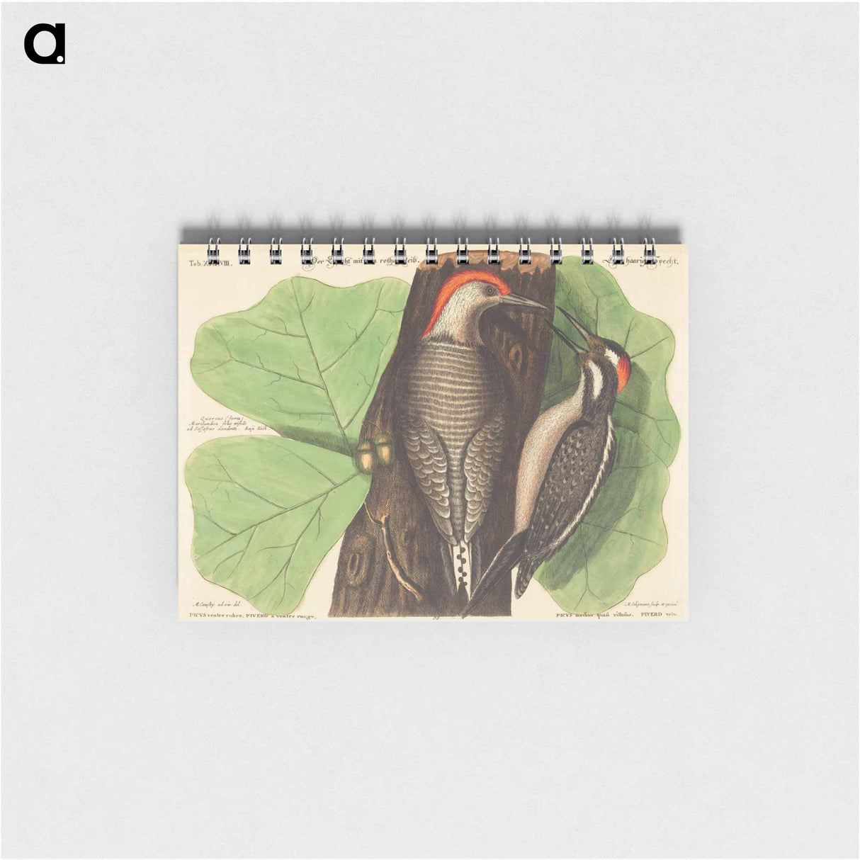 アートメモ帳-Red Bellied Woodpecker
 - マーク ケイツビー Memo.