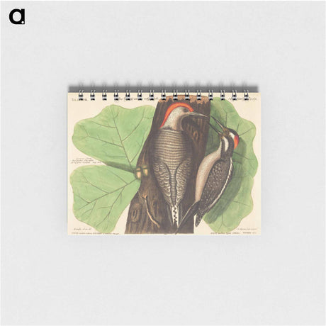 アートメモ帳-Red Bellied Woodpecker
 - マーク ケイツビー Memo.