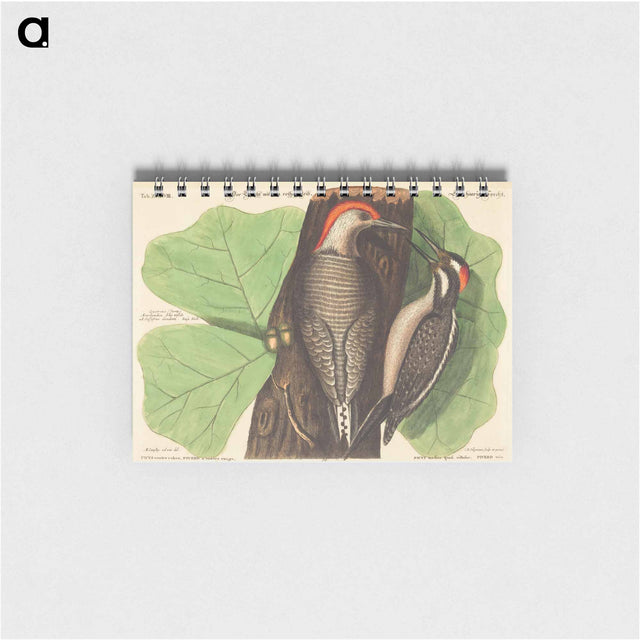 アートメモ帳-Red Bellied Woodpecker
 - マーク ケイツビー Memo.