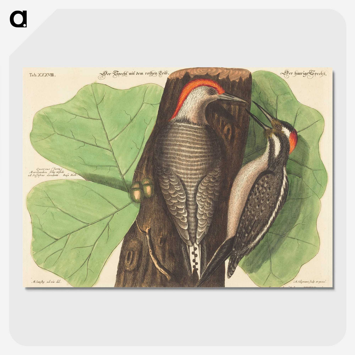 1-95_Mark-Catesby_picture-crop