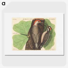 1-95_Mark-Catesby_picture