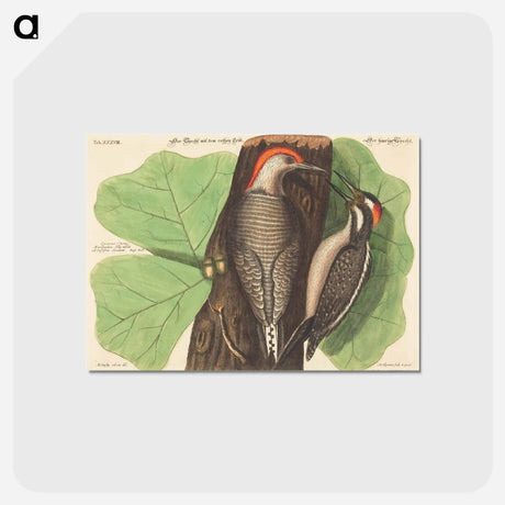 アートポストカード-Red Bellied Woodpecker
 - マーク ケイツビー Postcard.