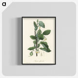 1-95_Medical-Botany_blk-crop