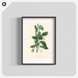 アートポスター-Styrax officinalis Illustration
 - 薬用植物学 Poster.