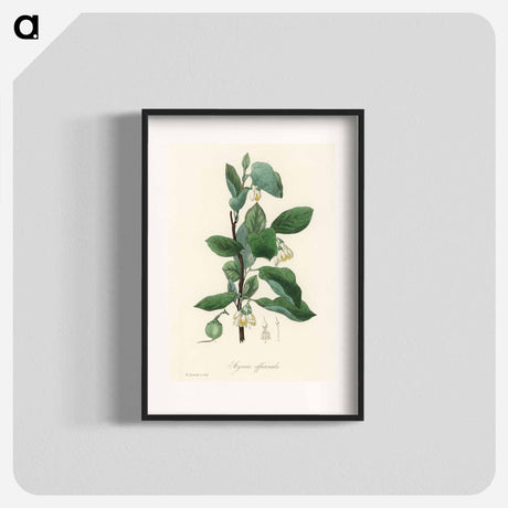アートポスター-Styrax officinalis Illustration
 - 薬用植物学 Poster.