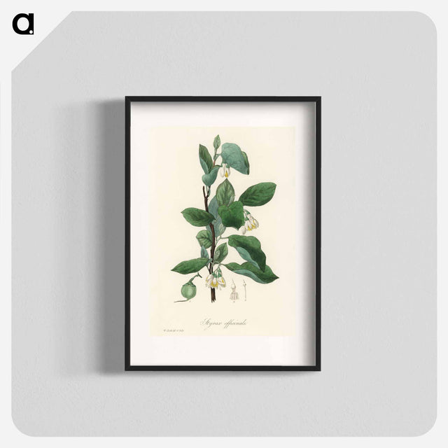 アートポスター-Styrax officinalis Illustration
 - 薬用植物学 Poster.