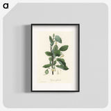 1-95_Medical-Botany_blk