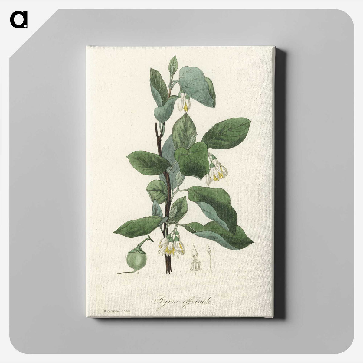 1-95_Medical-Botany_canvas