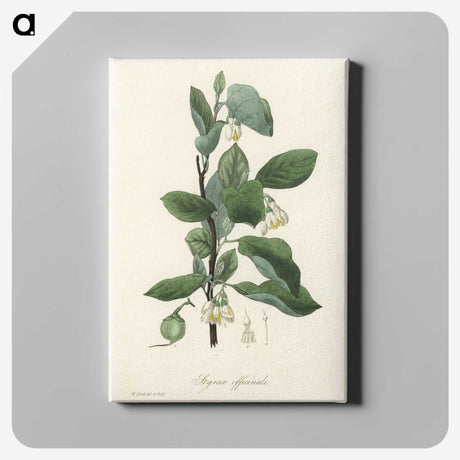 1-95_Medical-Botany_canvas
