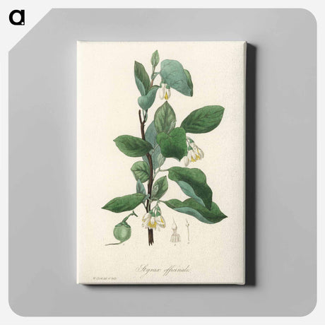アートパネル-Styrax officinalis Illustration
 - 薬用植物学 Canvas.