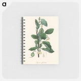 アートメモ帳-Styrax officinalis Illustration
 - 薬用植物学 Memo.