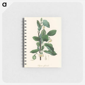 アートメモ帳-Styrax officinalis Illustration
 - 薬用植物学 Memo.