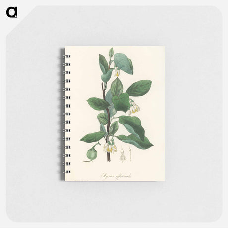 アートメモ帳-Styrax officinalis Illustration
 - 薬用植物学 Memo.