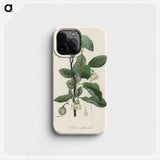 1-95_Medical-Botany_phone