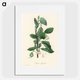アートポスター-Styrax officinalis Illustration
 - 薬用植物学 Poster.