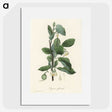1-95_Medical-Botany_picture