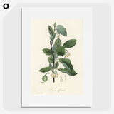 1-95_Medical-Botany_picture