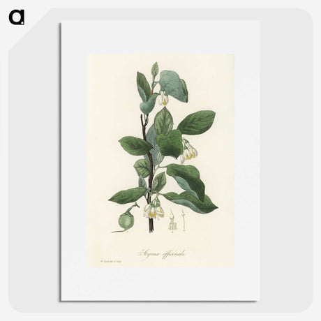 1-95_Medical-Botany_picture
