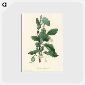 アートポストカード-Styrax officinalis Illustration
 - 薬用植物学 Postcard.