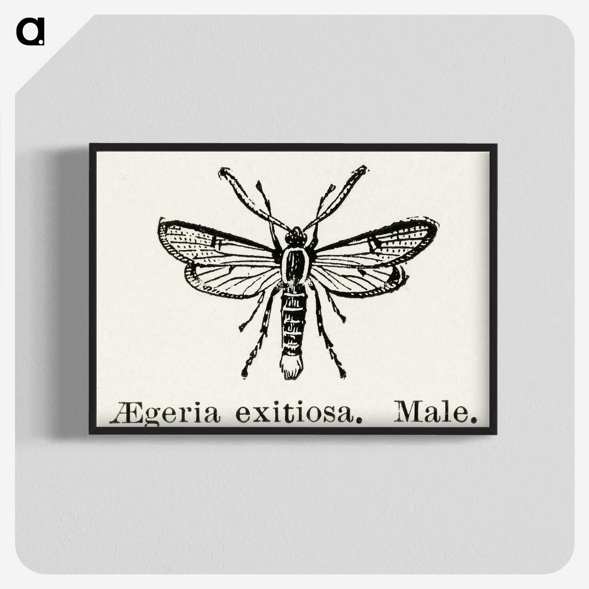 1-95_Moths-and-Butterflies-of-the-United-States_blk-crop