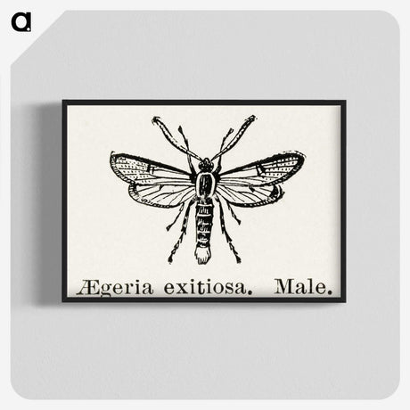 1-95_Moths-and-Butterflies-of-the-United-States_blk-crop