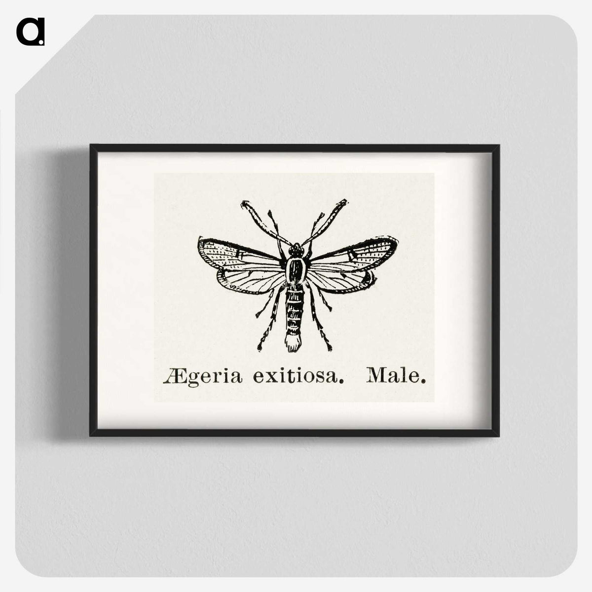1-95_Moths-and-Butterflies-of-the-United-States_blk