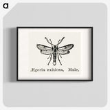 1-95_Moths-and-Butterflies-of-the-United-States_blk