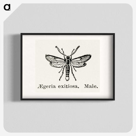 1-95_Moths-and-Butterflies-of-the-United-States_blk