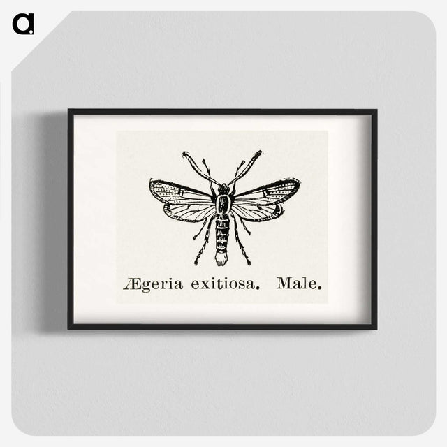 1-95_Moths-and-Butterflies-of-the-United-States_blk
