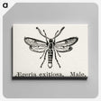 1-95_Moths-and-Butterflies-of-the-United-States_canvas