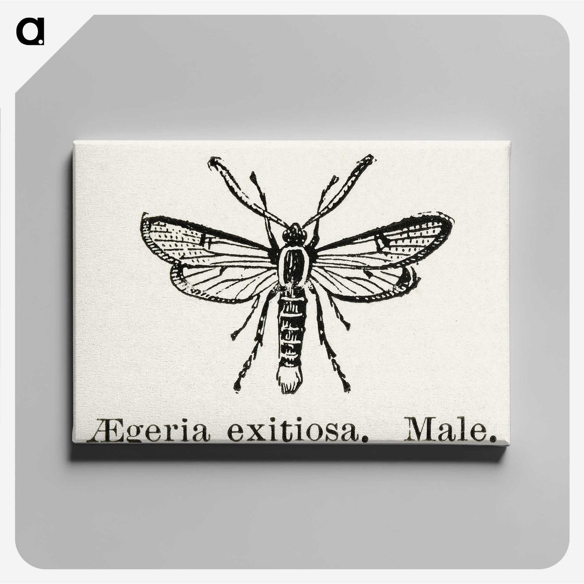 1-95_Moths-and-Butterflies-of-the-United-States_canvas
