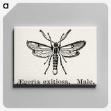 1-95_Moths-and-Butterflies-of-the-United-States_canvas