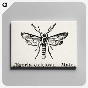 1-95_Moths-and-Butterflies-of-the-United-States_canvas