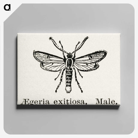 1-95_Moths-and-Butterflies-of-the-United-States_canvas
