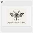1-95_Moths-and-Butterflies-of-the-United-States_picture