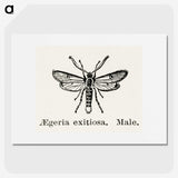 1-95_Moths-and-Butterflies-of-the-United-States_picture