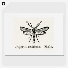 1-95_Moths-and-Butterflies-of-the-United-States_picture