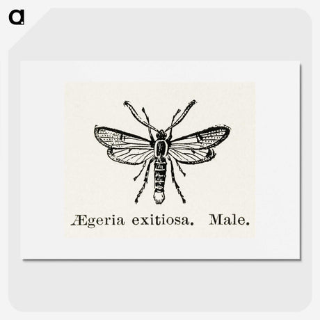 1-95_Moths-and-Butterflies-of-the-United-States_picture