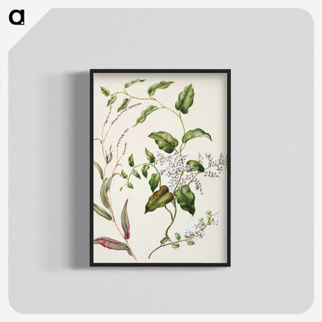 1-95_Native-Flowering-Plants-of-New-Zealand_blk-crop