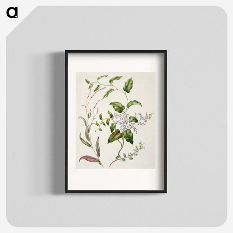 1-95_Native-Flowering-Plants-of-New-Zealand_blk