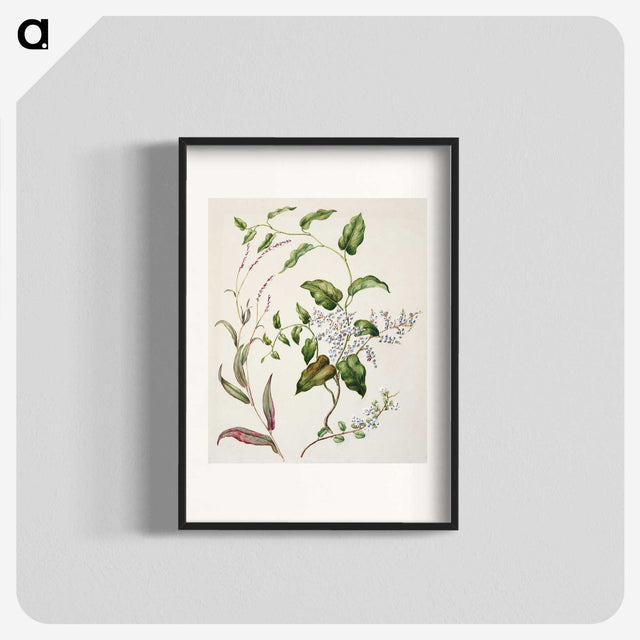 1-95_Native-Flowering-Plants-of-New-Zealand_blk