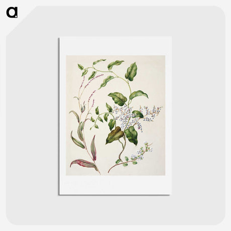 1-95_Native-Flowering-Plants-of-New-Zealand_hagaki