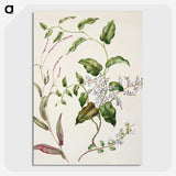 1-95_Native-Flowering-Plants-of-New-Zealand_picture-crop