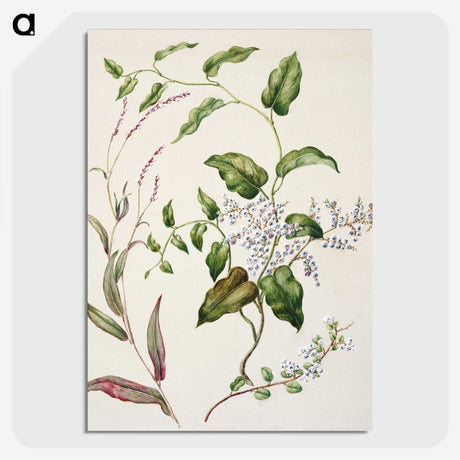 1-95_Native-Flowering-Plants-of-New-Zealand_picture-crop