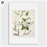 1-95_Native-Flowering-Plants-of-New-Zealand_picture