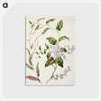 1-95_Native-Flowering-Plants-of-New-Zealand_postcard